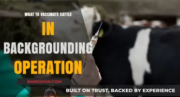 Essential Vaccinations for Cattle in Backgrounding Operations: A Guide