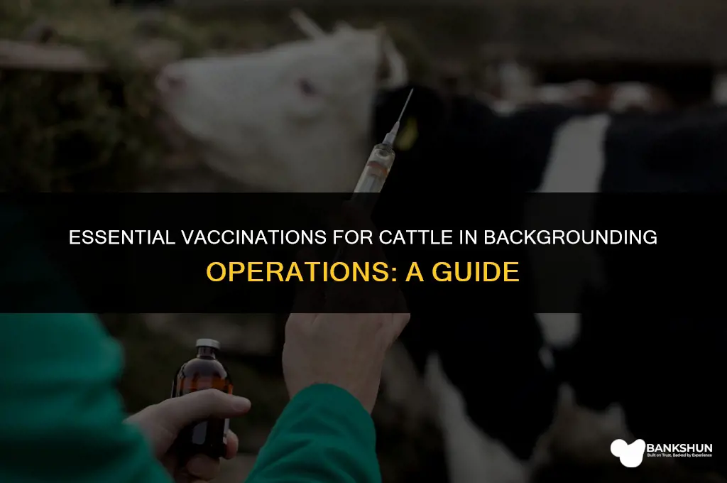 what to vaccinate cattle in backgrounding operation