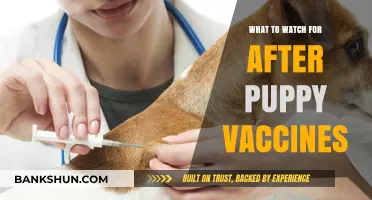Post-Vaccination Watch: Ensuring Your Puppy's Health and Safety