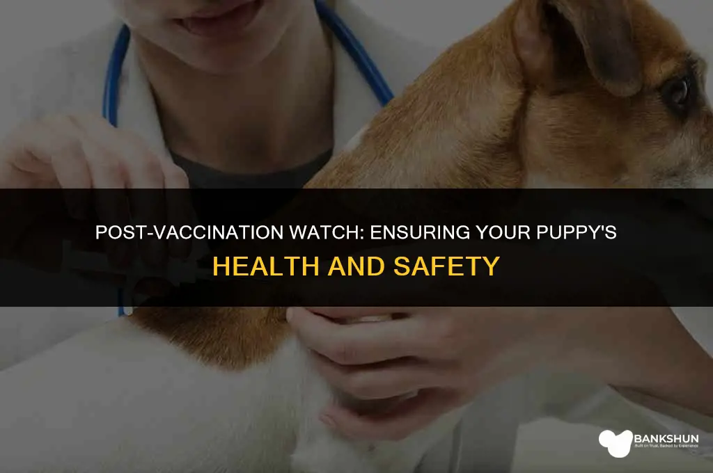 what to watch for after puppy vaccines