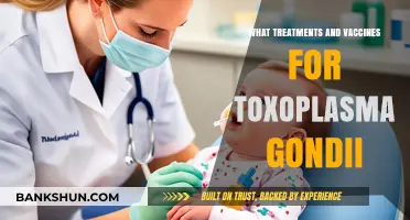 Combatting Toxoplasma Gondii: A Rundown of Treatments and Vaccine Prospects