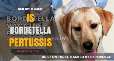 Understanding Bordetella Pertussis: The Whooping Cough Vaccine Explained