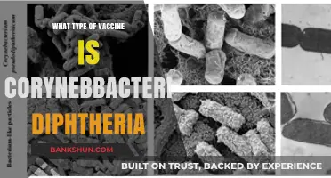 Understanding Corynebacterium Diphtheria Vaccines: Types and Effectiveness