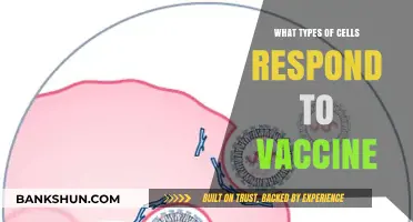Unveiling the Cellular Heroes: How Different Cells Respond to Vaccines