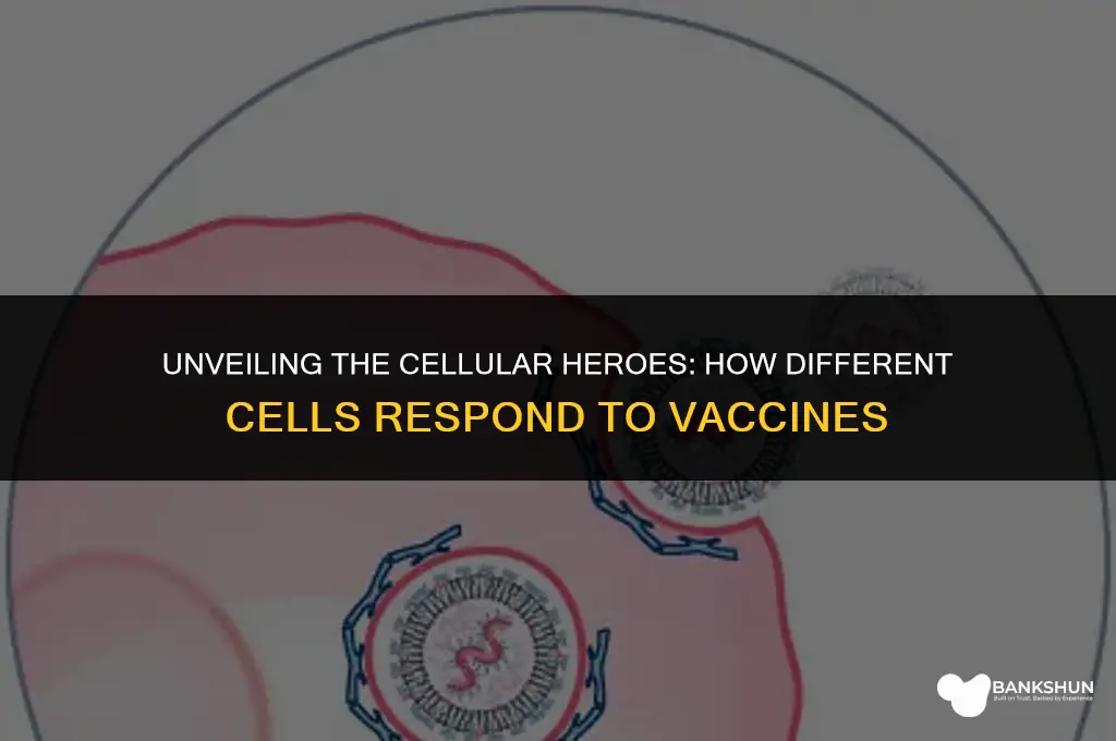 what types of cells respond to vaccine