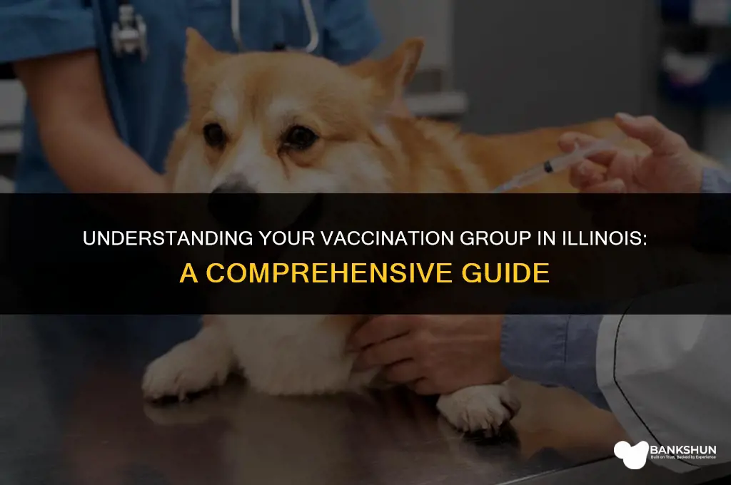 what vaccination group am i in illinois