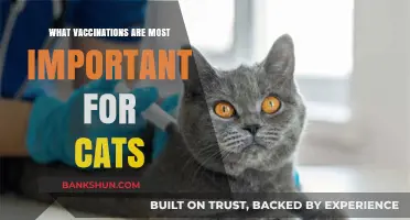 Essential Vaccinations for Feline Health: A Comprehensive Guide