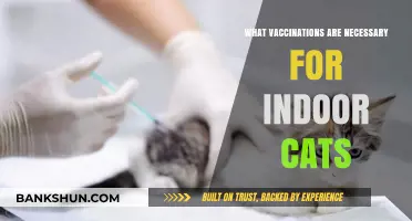 Essential Vaccinations for Indoor Cats: A Comprehensive Guide