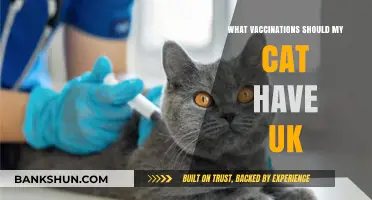Essential Vaccinations for Cats in the UK: A Comprehensive Guide