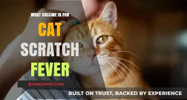 Protecting Your Feline Friend: The Essential Guide to Cat Scratch Fever Vaccination