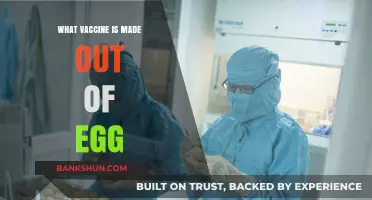 Cracking the Code: Egg-Based Vaccines Explained