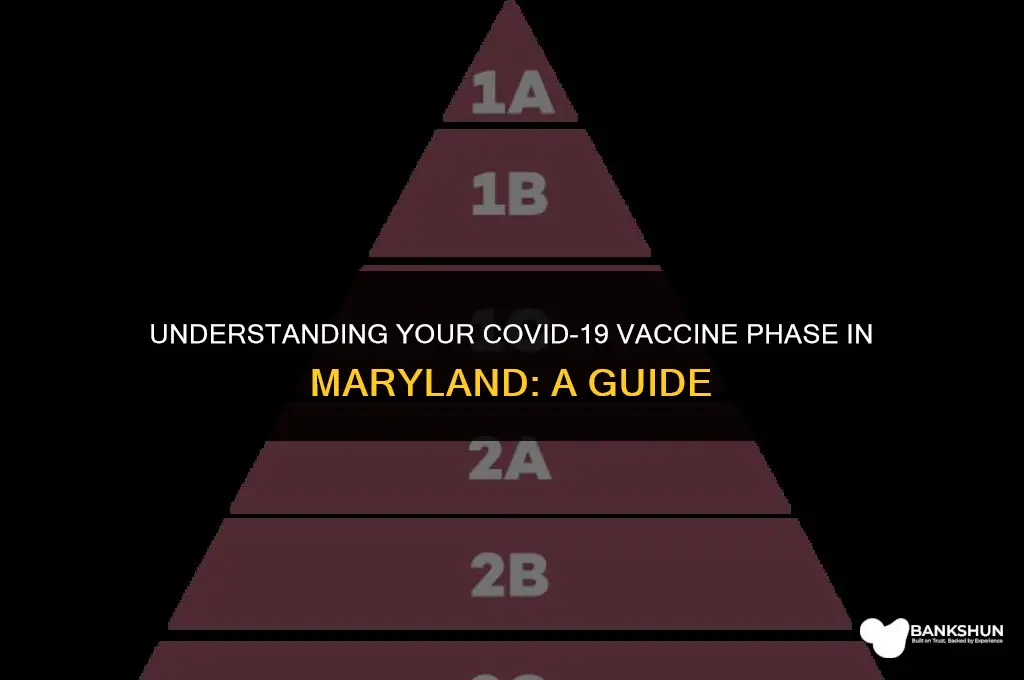 what vaccine phase am i in maryland