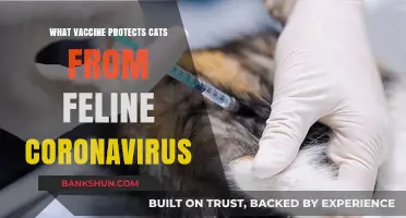 Shielding Your Feline Friend: The Essential Vaccine Against Feline Coronavirus