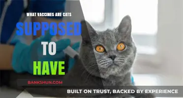 Essential Vaccinations for Cats: A Comprehensive Guide
