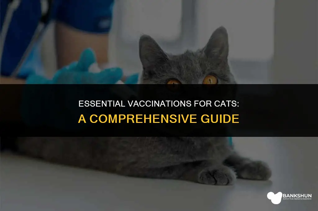 what vaccines are cats supposed to have