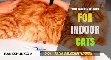 Essential Vaccinations for Indoor Cats: A Comprehensive Guide