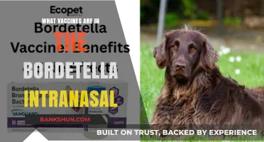 Exploring Bordetella Intranasal Vaccines: A Comprehensive Guide
