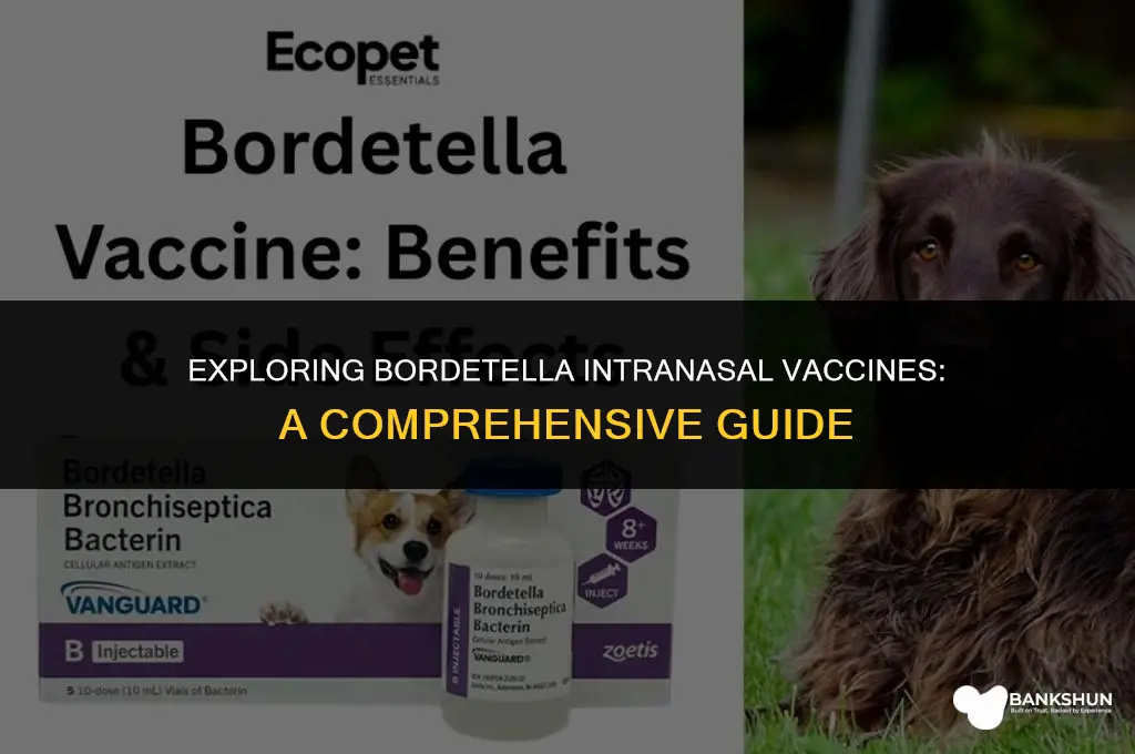 what vaccines are in the bordetella intranasal