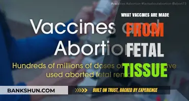 Exploring the Science: Vaccines and Fetal Tissue Research