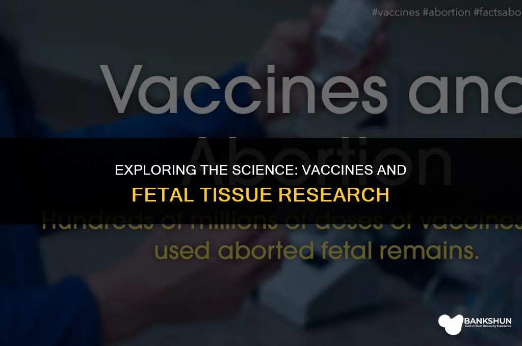 what vaccines are made from fetal tissue