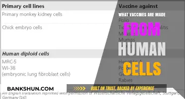 Exploring Vaccines: The Role of Human Cells in Modern Immunization