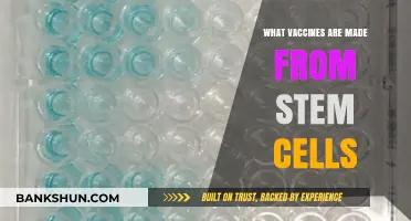 Exploring Stem Cell-Based Vaccines: A Breakthrough in Medical Science
