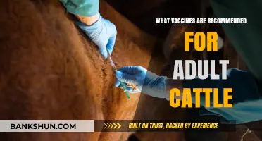 Essential Vaccinations for Adult Cattle: A Comprehensive Guide