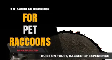 Essential Vaccinations for Pet Raccoons: A Comprehensive Guide