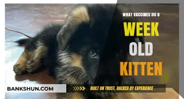 Essential Vaccines for Your 9-Week-Old Kitten: A Comprehensive Guide