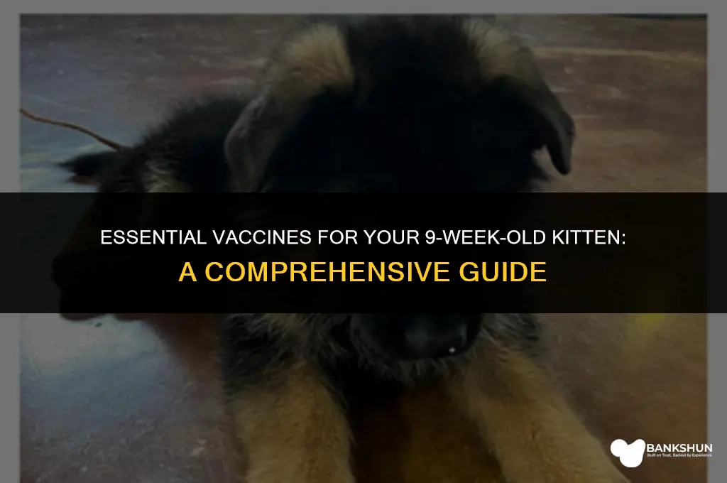 what vaccines do 9 week old kitten