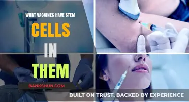 Exploring Vaccines: The Role of Stem Cells in Immunization