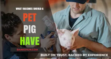 Essential Vaccines for Pet Pigs: A Comprehensive Guide