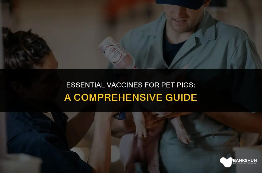 what vaccines should a pet pig have