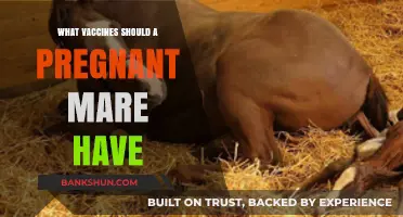 Essential Vaccinations for Expectant Mares: A Comprehensive Guide