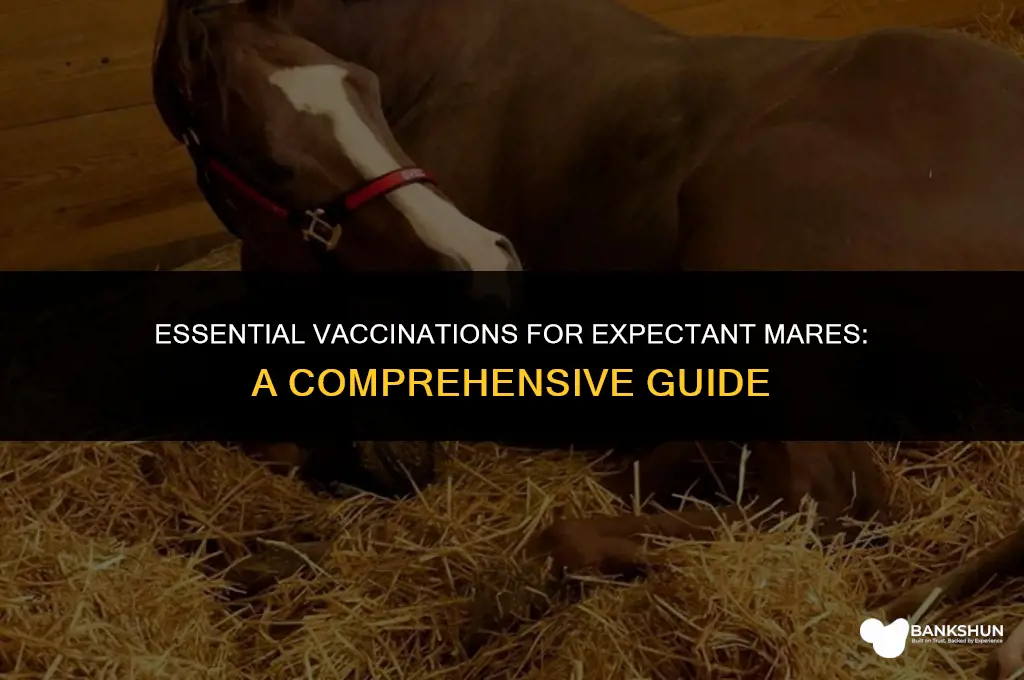 what vaccines should a pregnant mare have