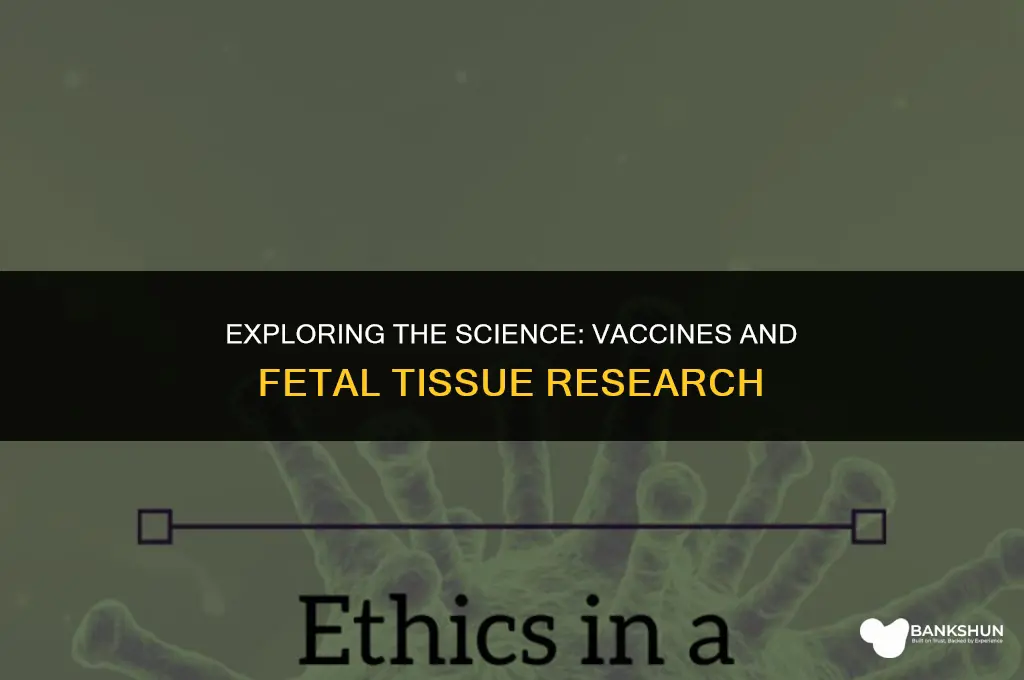 what vaccines sre madd from aborted fetuses