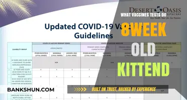 Essential Vaccine Guide for 8-Week-Old Kittens: Protecting Your Feline Friend