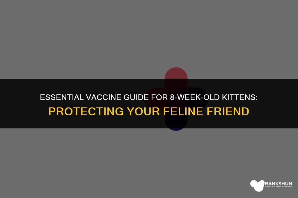what vaccines tests do 8week old kittend