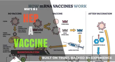 Unlocking Immunity: The Essential Components of a Hepatitis A Vaccine