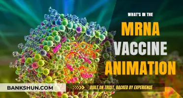 Decoding the mRNA Vaccine: A Visual Journey into Its Components