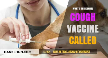 Protecting Your Pup: The Essential Kennel Cough Vaccine Guide