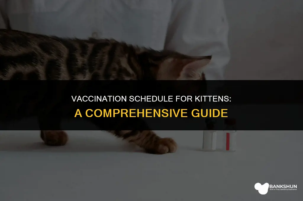 when are kittens supposed to be vaccinated