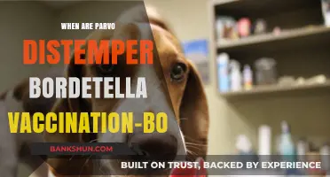 Protecting Your Pup: A Guide to Parvo, Distemper, and Bordetella Vaccinations