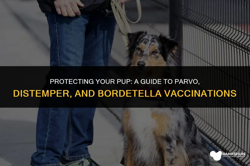 when are parvo distemper bordetella vaccination-booster