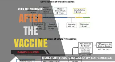 Vaccine Immunity Timeline: When Can You Consider Yourself Protected?