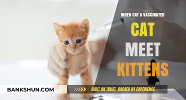 Feline Family Reunion: Vaccinated Cat Meets Kittens