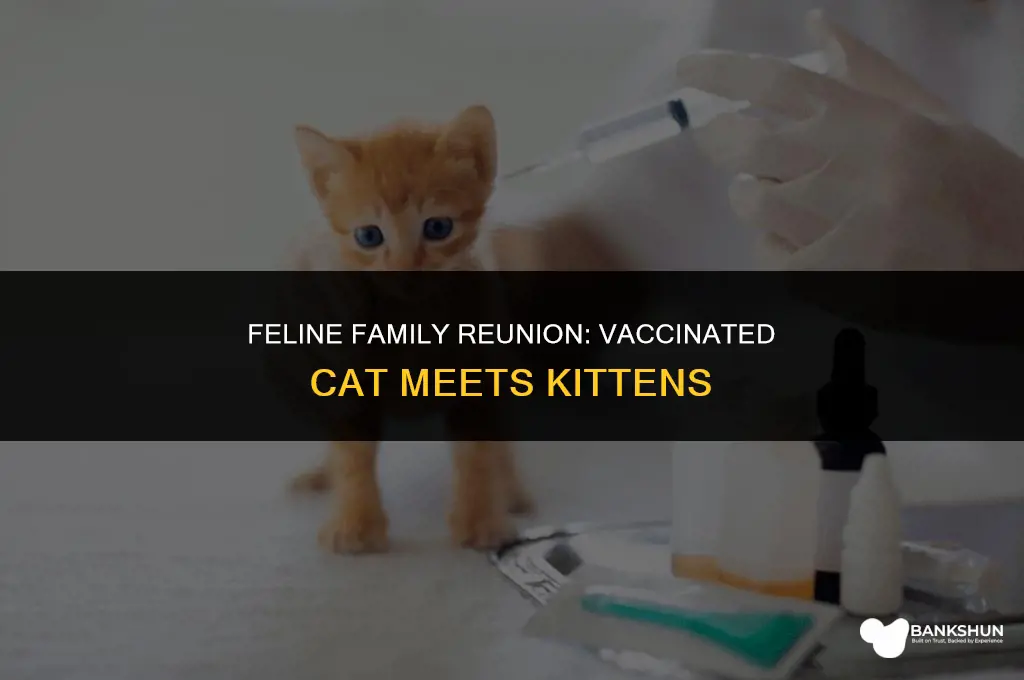 when cat a vaccinated cat meet kittens