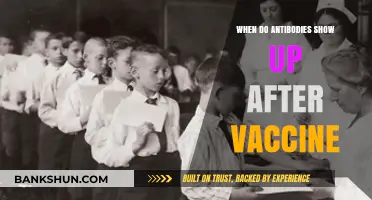 Vaccine Antibodies: When Do They Appear and How Long Do They Last?