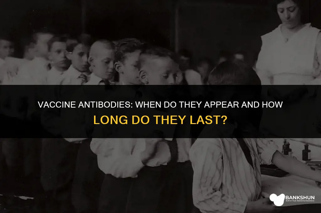 when do antibodies show up after vaccine
