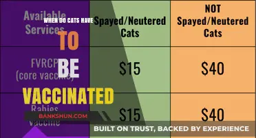 Feline Health Essentials: A Guide to Cat Vaccination Schedules